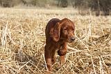 SETTER IRLANDAIS 515